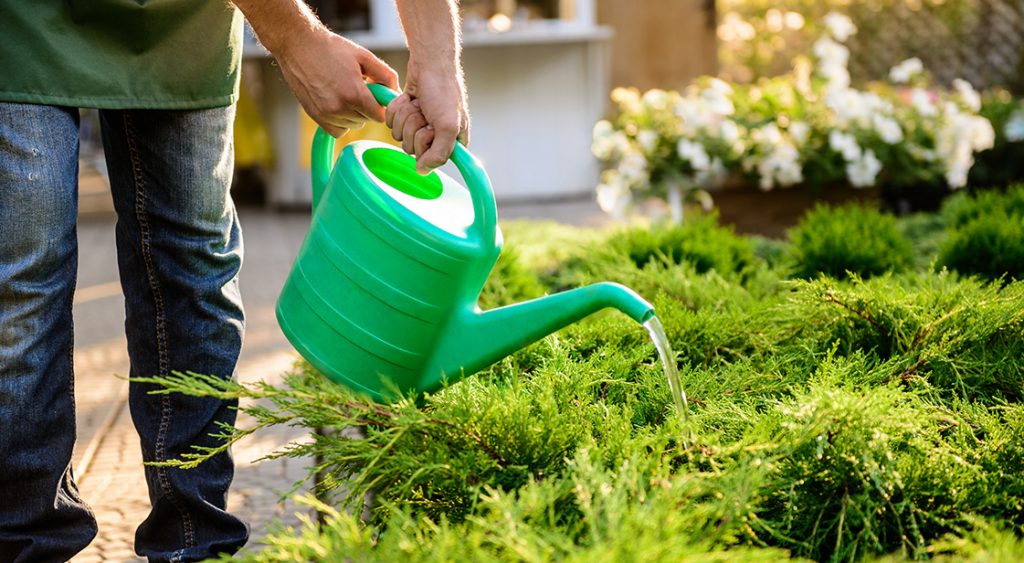 Garden Maintenance: What Is It and What Does It Include | Bayside Gardening