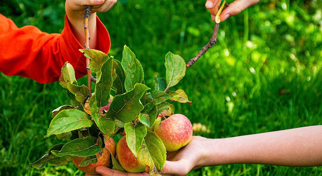 Irrigation Maintenance Services