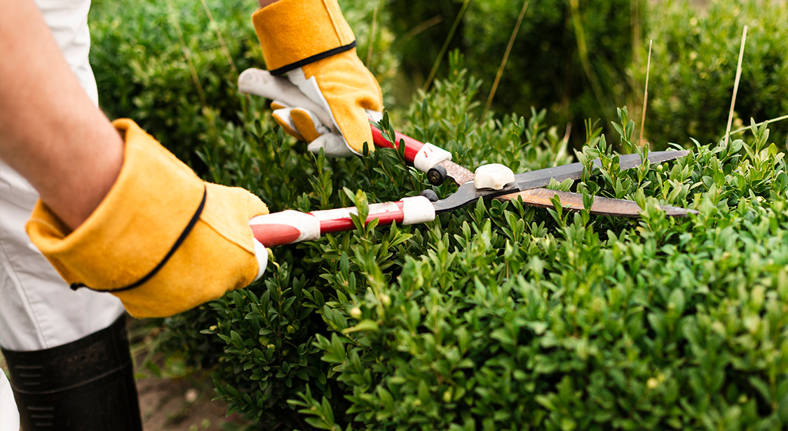 Garden Cleanup Services